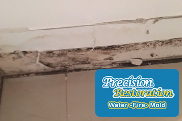 Mold removal in Long Island